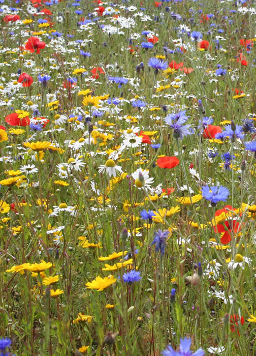 Scotia Seeds Wildflowers of Scotland index