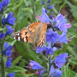 Bee, Bird & Butterfly Mix