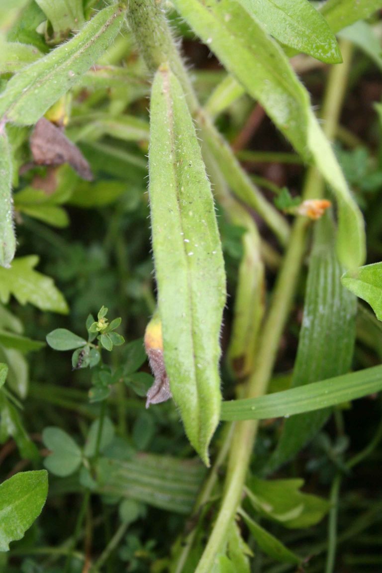 viper-s-bugloss-scotia-seeds