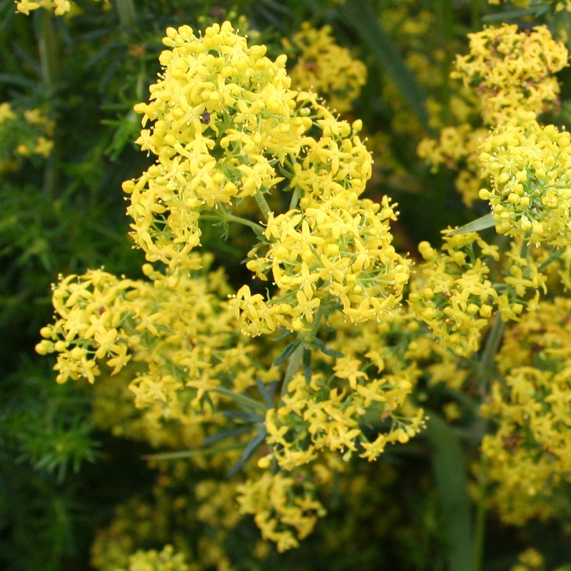 Lady’s Bedstraw – Scotia Seeds