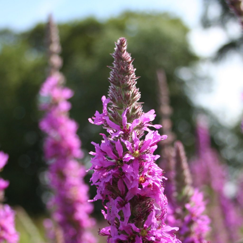 Purple Loosestrife – Scotia Seeds