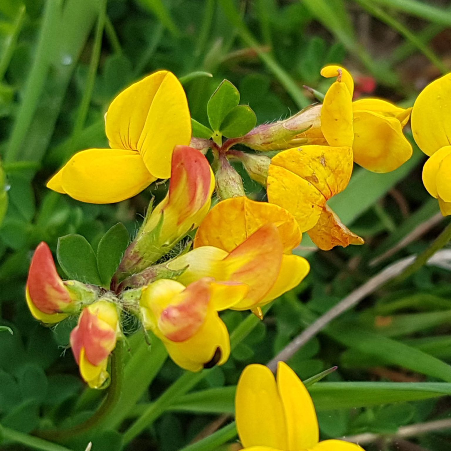 Bird’s-foot Trefoil – Scotia Seeds