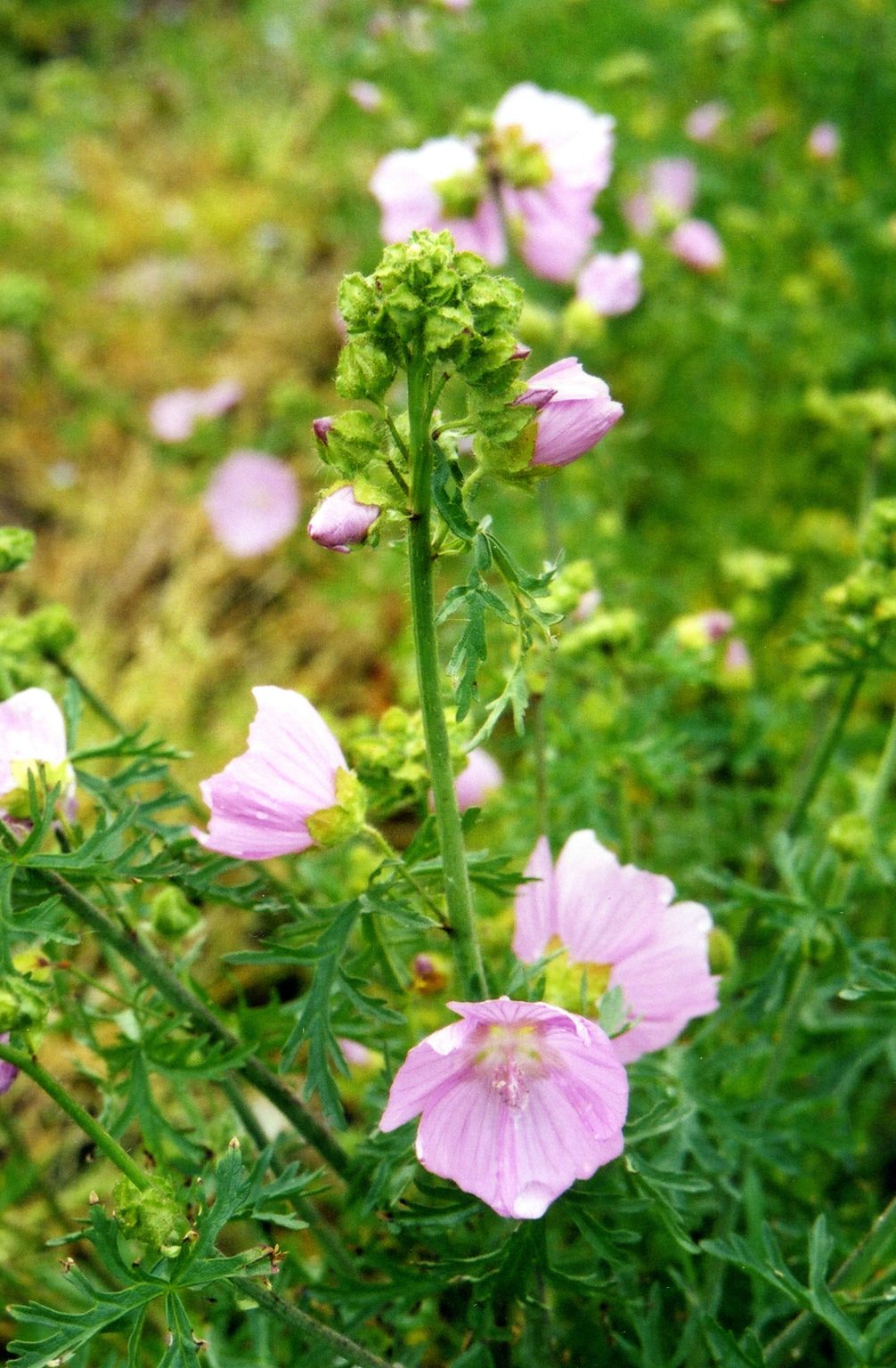 musk-mallow-scotia-seeds